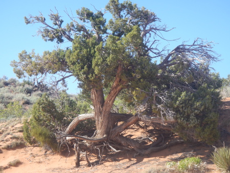 Trees dancing in the sands of Utah