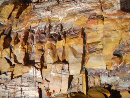 Fossilized tree zoomed in