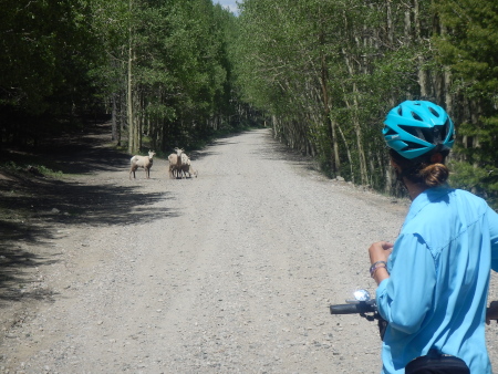 Saying hello to Long Horned sheep on the road