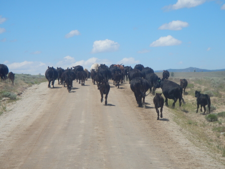 A herd of cows blocking the road