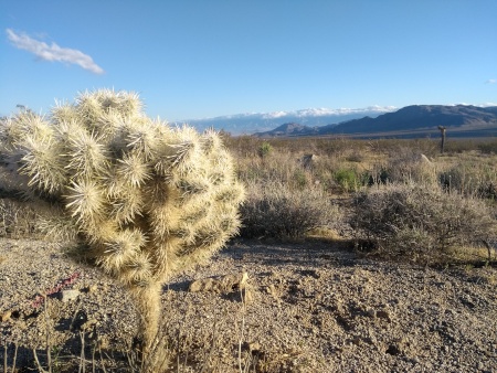 A cactus right before the wall of death