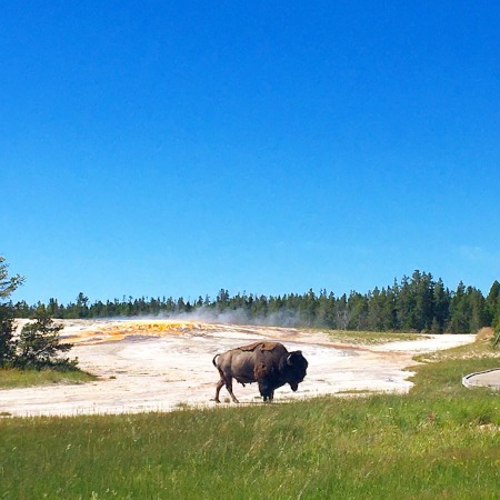 A bison braving the hot springs at upper geyser basin