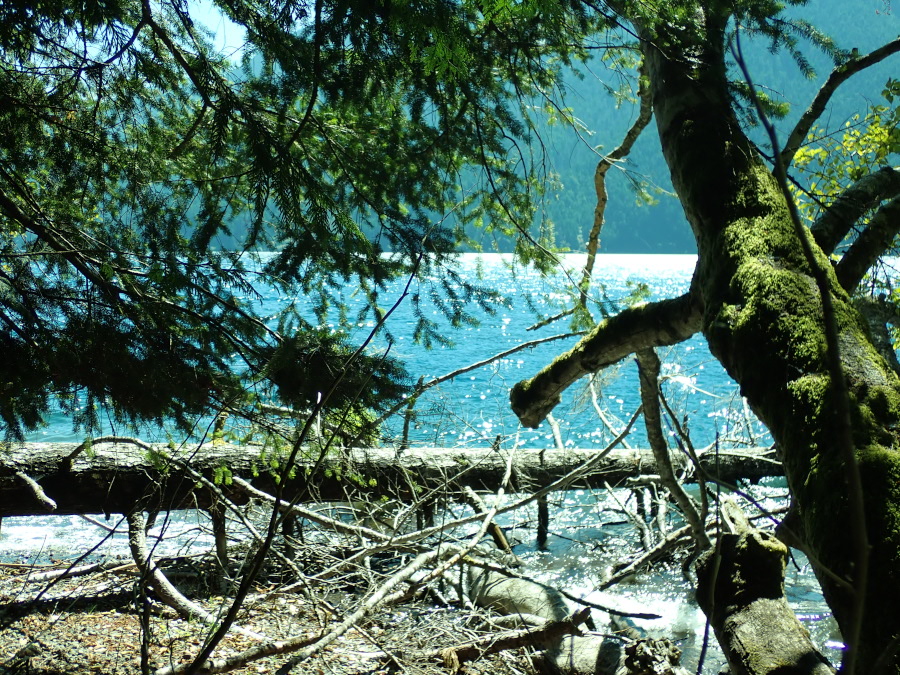 Where we stopped for lunch on Crescent Lake, turquoise waters in the background and mossy trees hanging into the water's edge