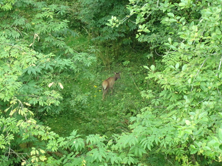 Views of a deer amongst vegetation taken from a bridge above