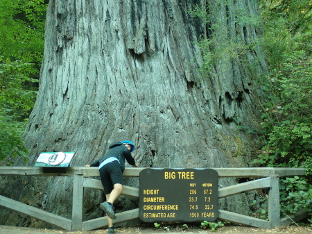Ruth hugging a big tree, 22.7m in diameter
