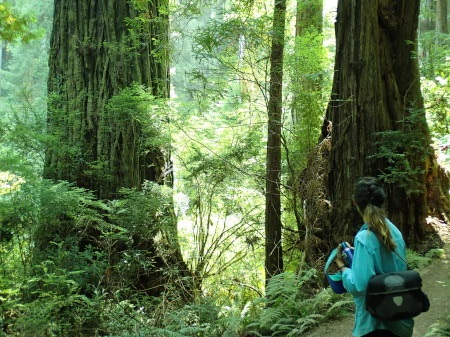 Hiking through the redwoods, Ruth gazing at the majestic size of the trees