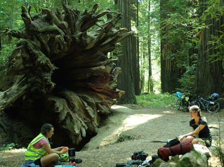 Having lunch next to an upturned redwood with the roots showing