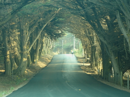 Avenue of trees enclosing the road and the two ladies off in the distance