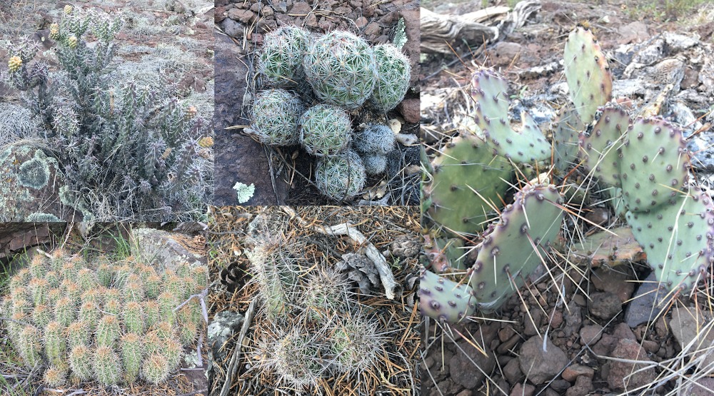 A collection of the cacti to be found close to the spot we camped