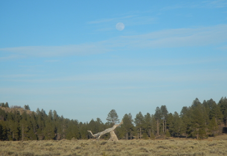 A nearly full moon shining over the woods