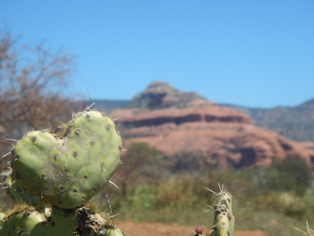 Rock formation in the background and a heart shaped cactus in the foreground