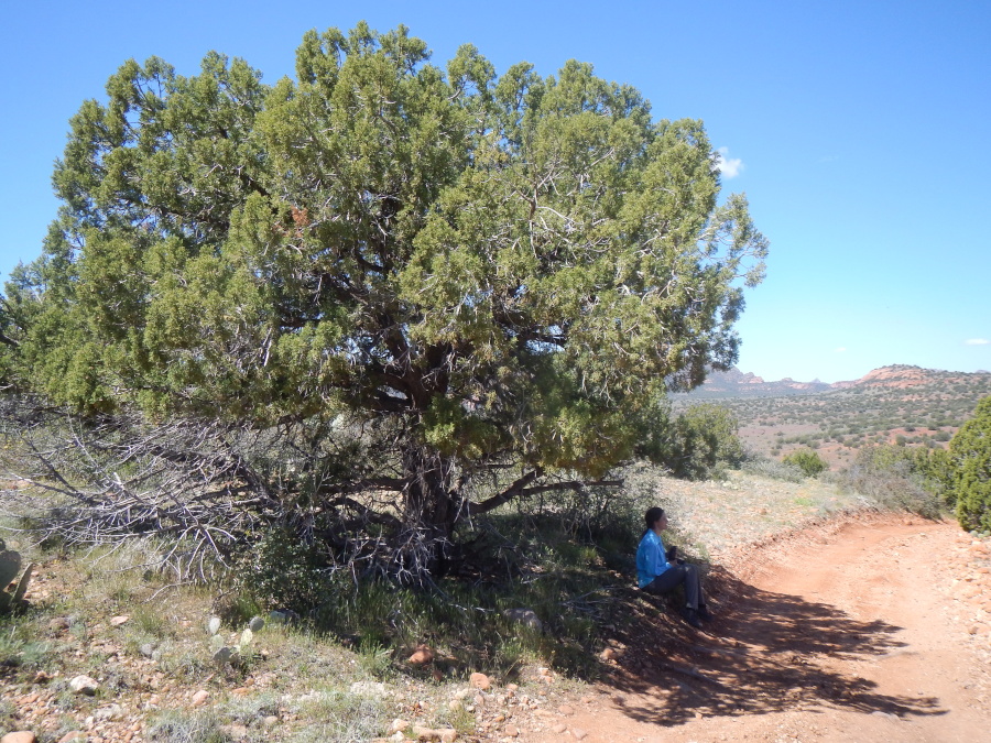 Ruth resting in the heat under a tree