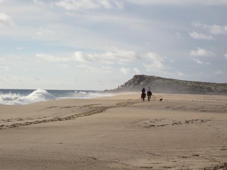 Horses riding down the turtle's beach with dog in tow and waves exploding on the shore