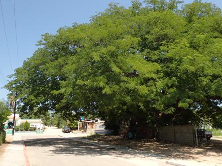 Ruth seeking shade under a large tree in the town of Miraflores while popping popcorn and reading a book
