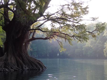 Lake Cumécuaro with stunning trees all around