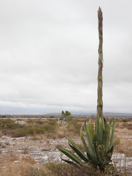 A maguey type plant with a huge flowering stalk coming out surrounded by dry landscape