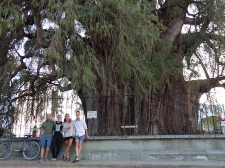 The team in front of a tree claiming the largest diameter in the world. There's a fence between the two and a bike leaned up against it.