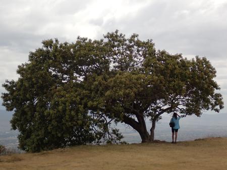 Ruth atop the ancient ruins of Monte Alban looking out over the surrounding valley from the comfort of a tree