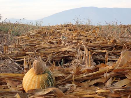 Neatly piled stalks of maize weighed down with squashes and pumpkins as they dry in the sun.